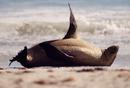 Sea-Lion Kangaroo Island, Australia